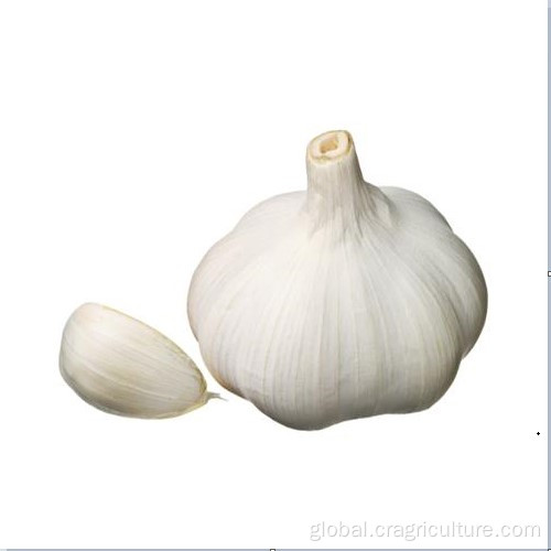 Sell Good Quality New White Garlic Chinese Fresh Pure White Garlic 5.5cm Factory